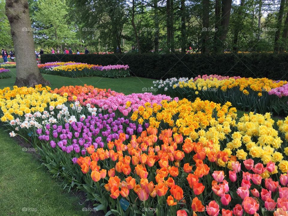 Keukenhof