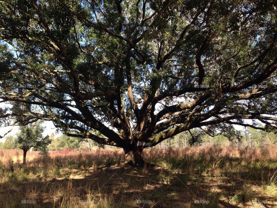 giant tree