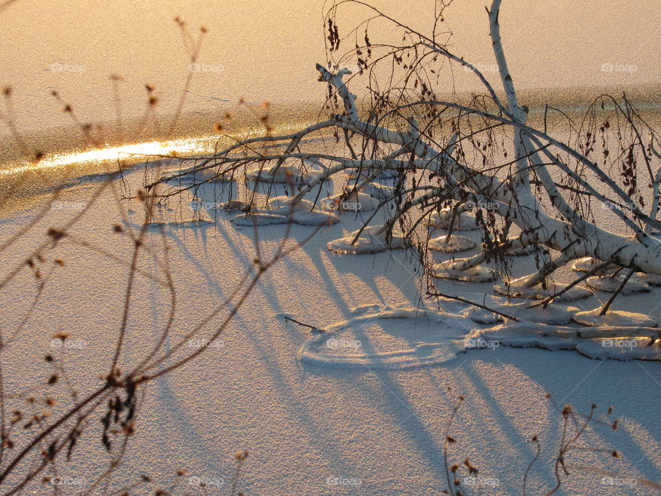 white birch on white snow froze in the ice