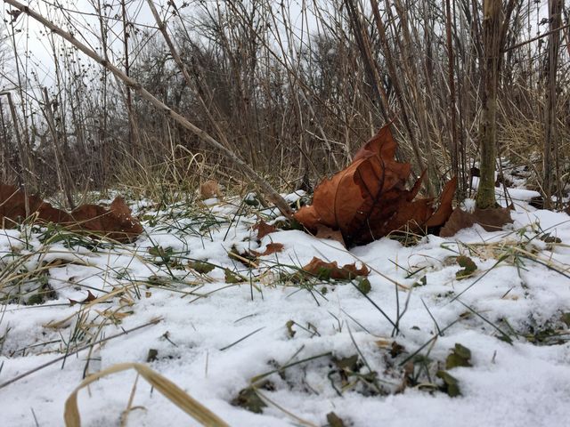 Winter in the forest