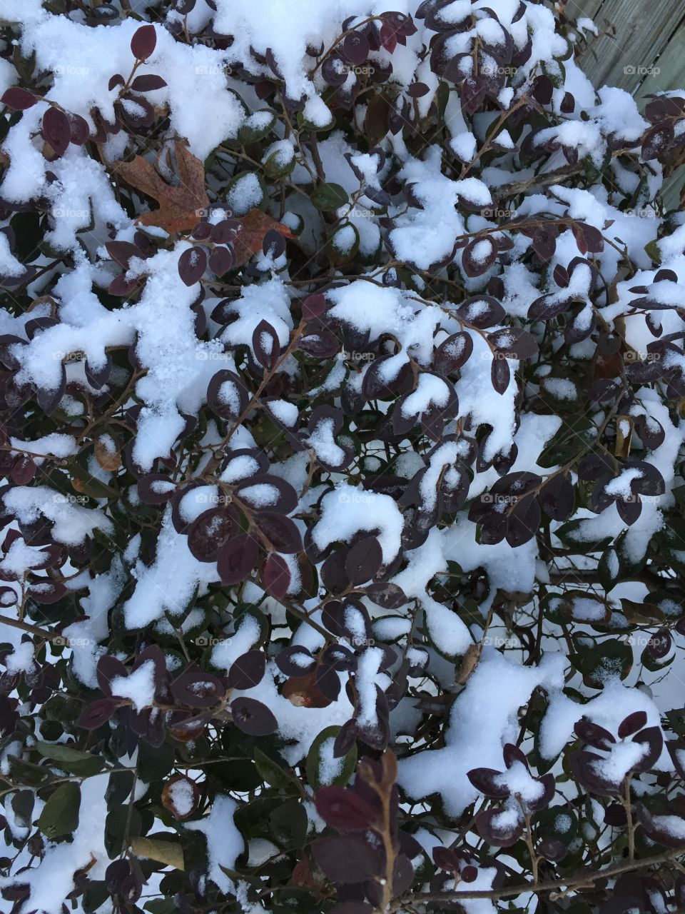 Snow on a bush.
