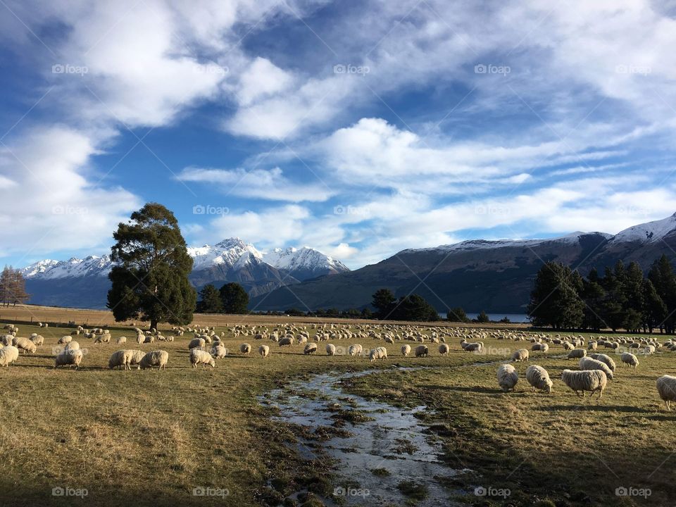 Sheeps in New Zealand