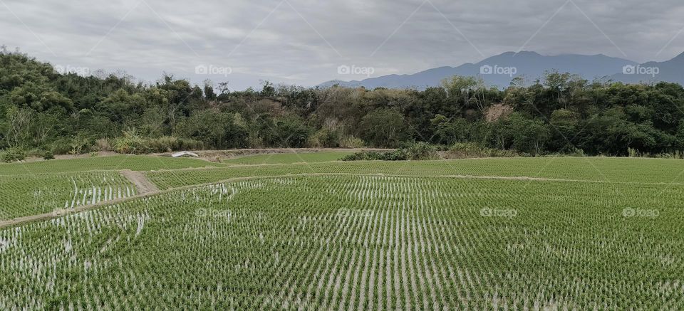 aerial view of rice fields in taiwan