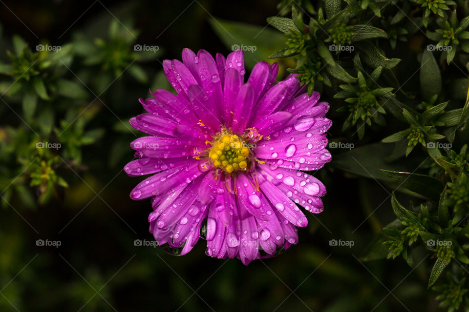 Close-up on purple autumn aster flower with raindrops 