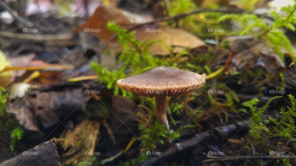 macro mushroom