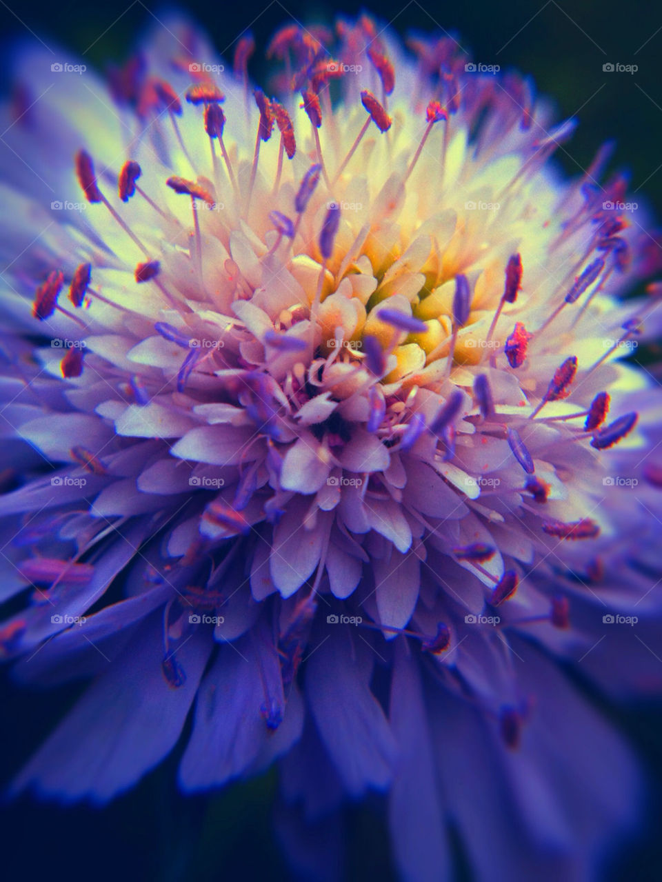 garden nature flower blue by cyrano