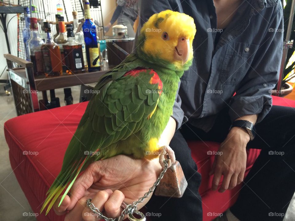 Parrot life