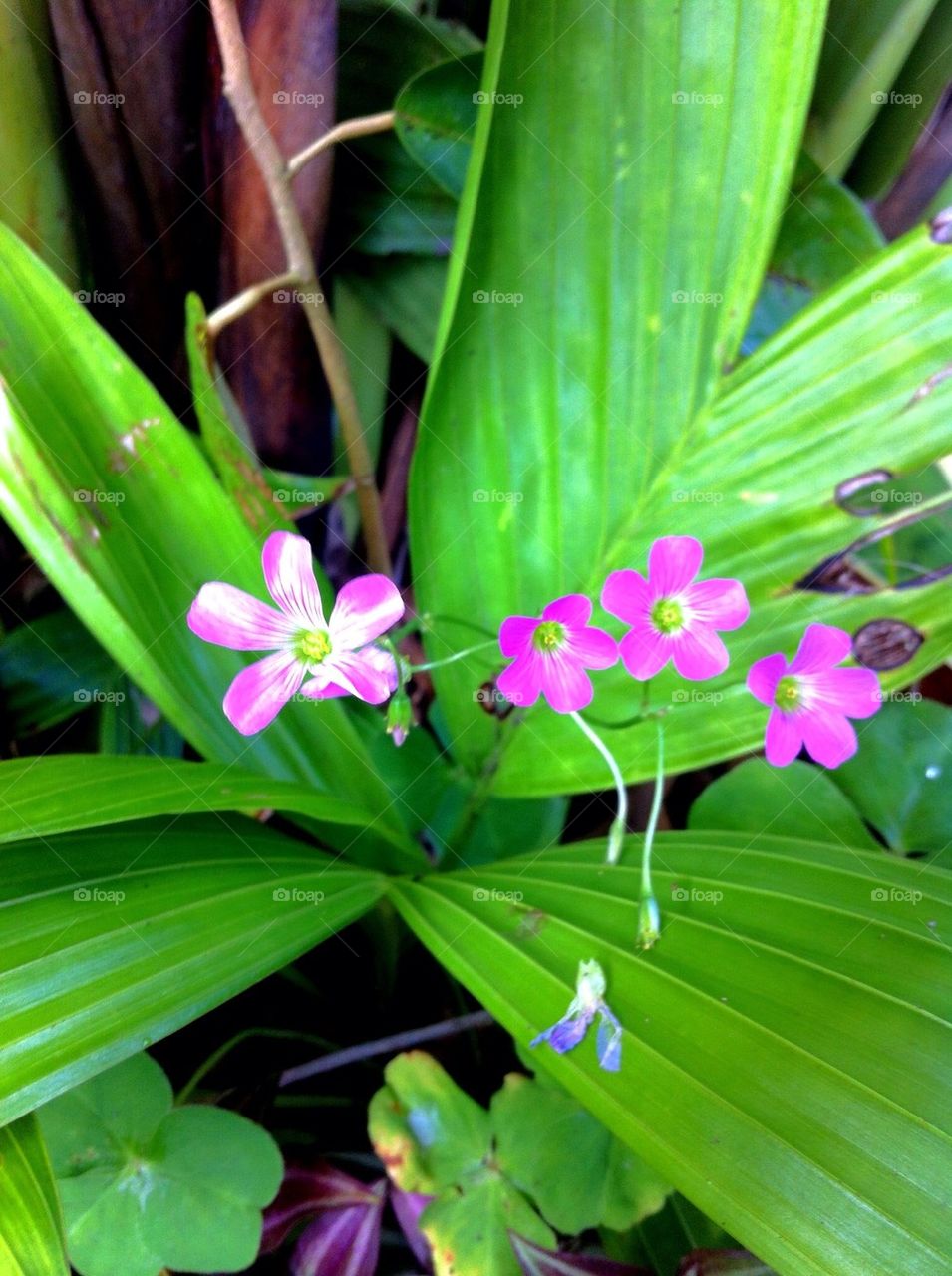 Pink Flowers