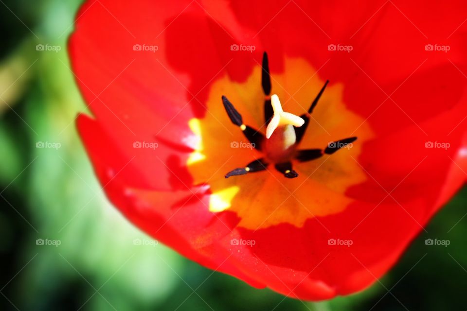 Beautiful red flower