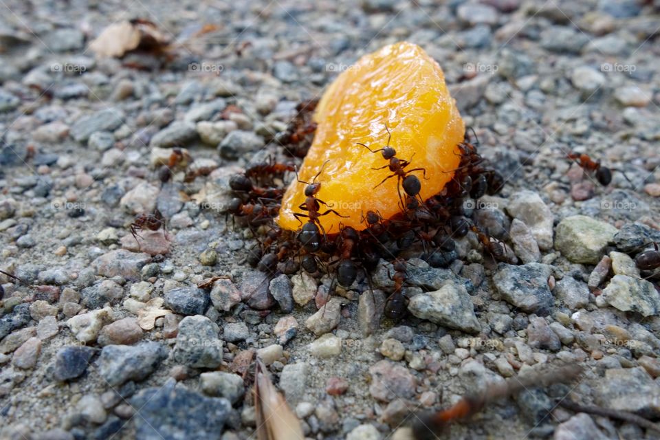 Ants on orange piece