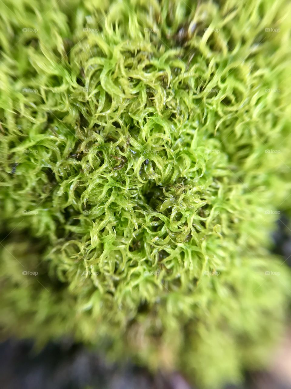 Macro shot of green moss