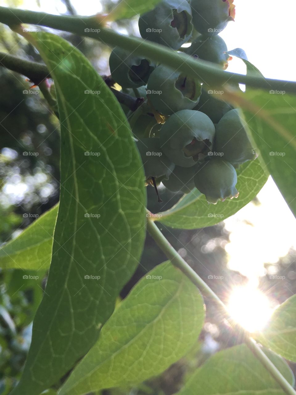 Sun and blueberries 