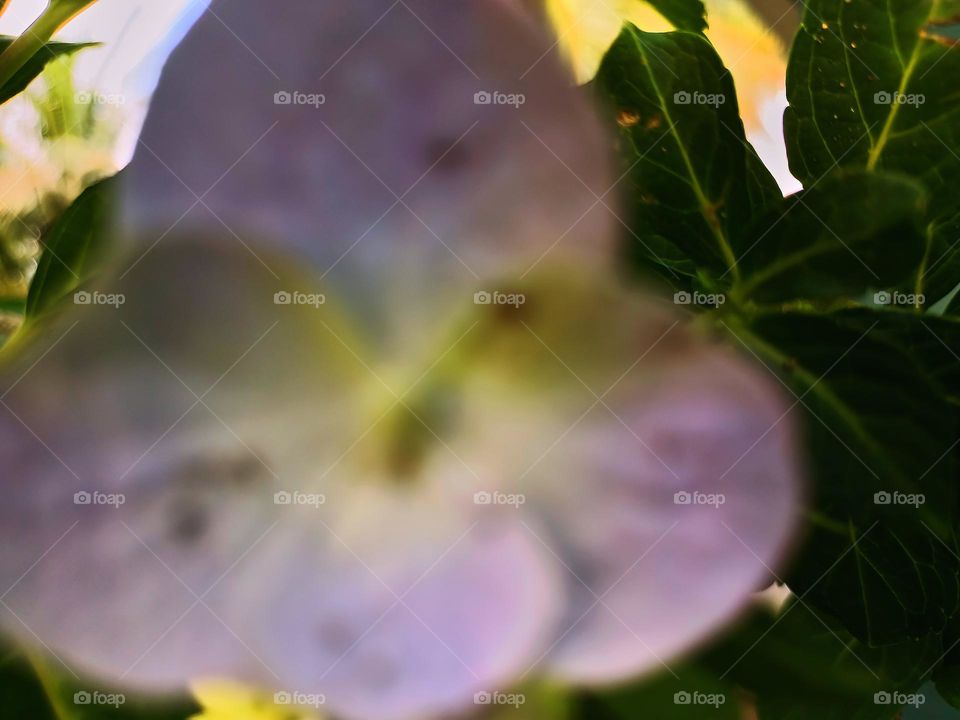 Blooming hydrangea flower close-up. Lush flowering hortensia on the garden. Blue and white hydrangea in bloom. Blooming hydrangea flower close-up. Lush flowering hortensia on the garden.