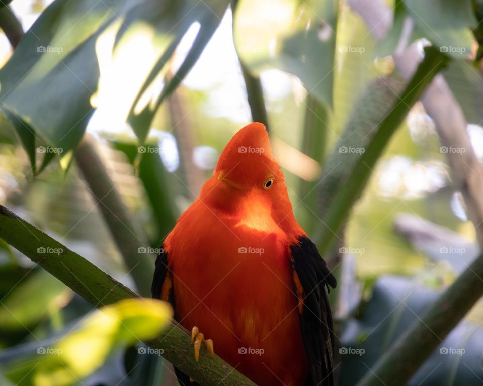 A male Andean Cock-of-the-rock in of the aviaries at the San Diego Zoo