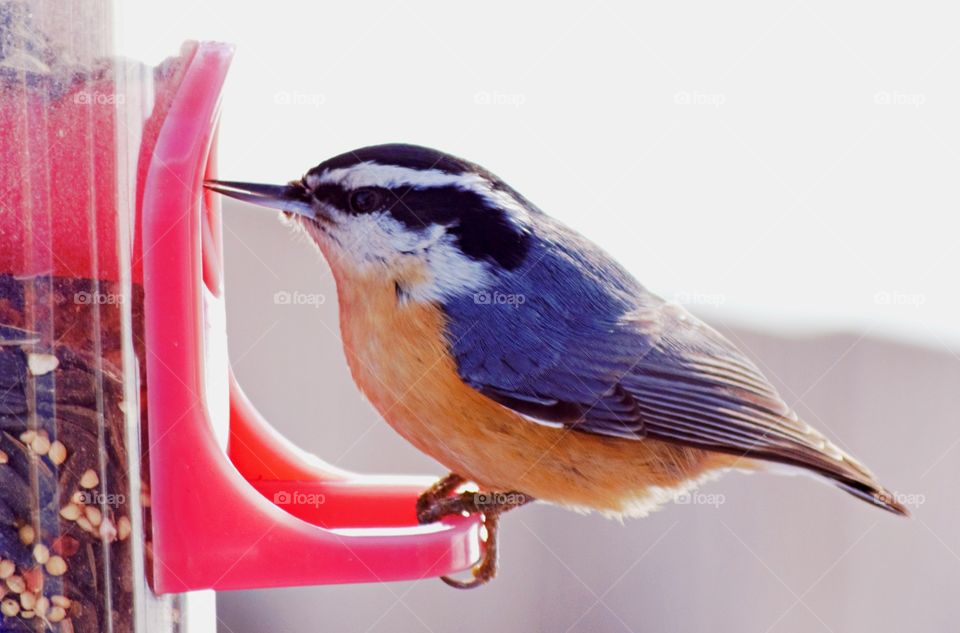 spring bird nuthatch