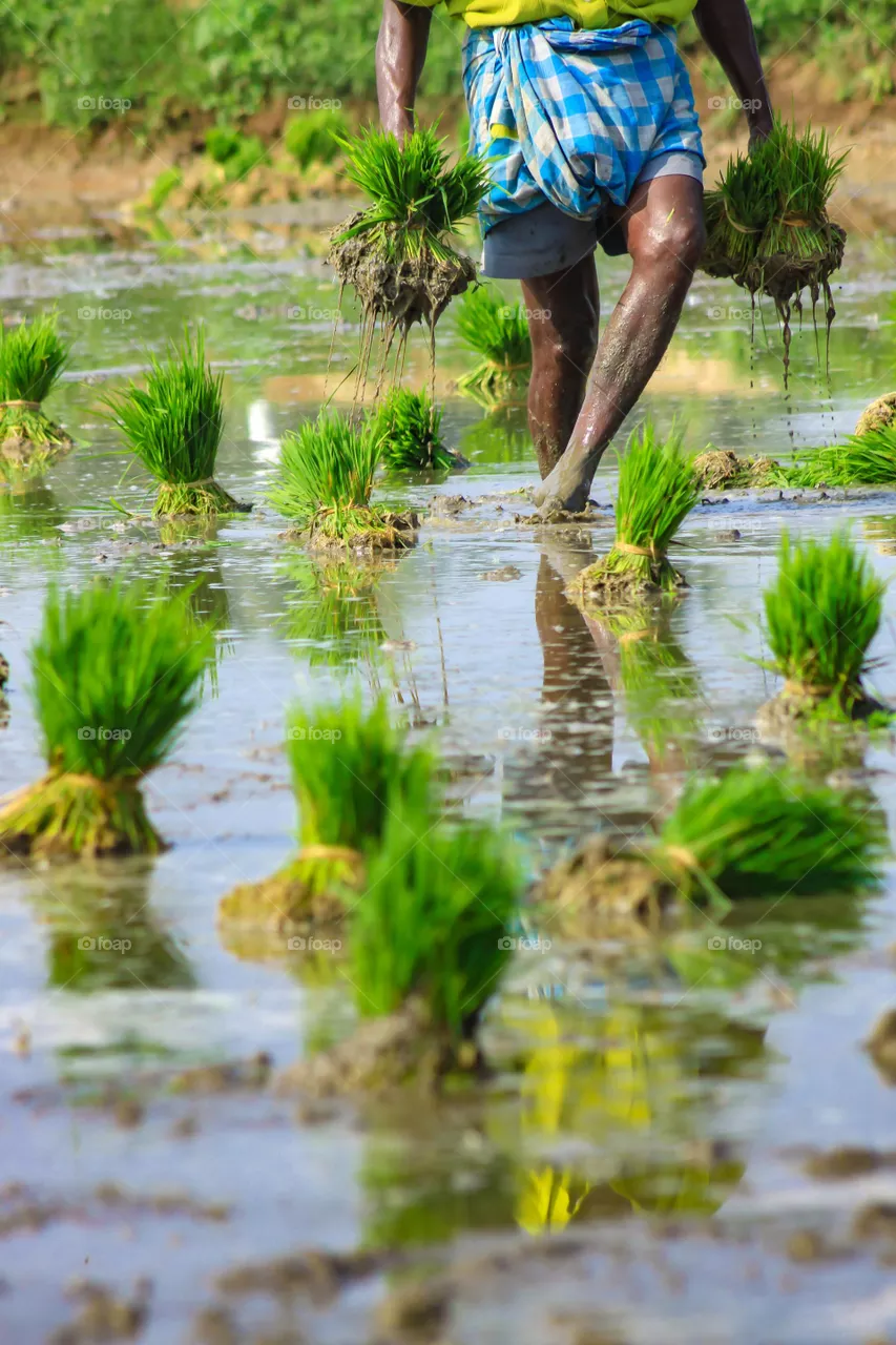 indian farming
