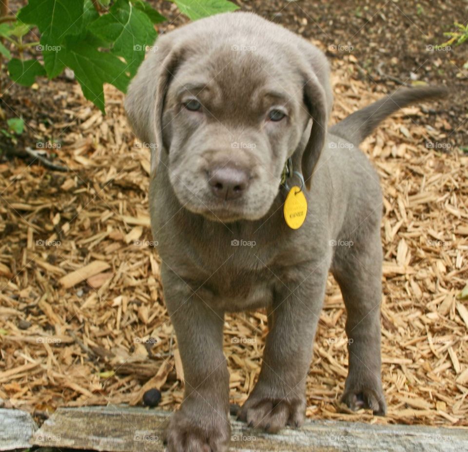 Benson -puppy 