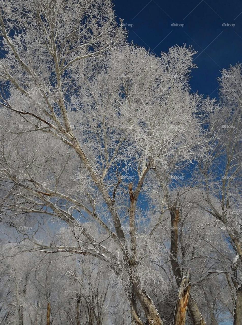 Frosted Cottonwood trees