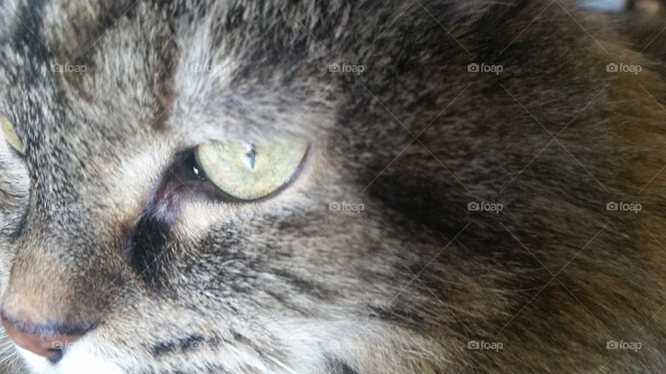 kitty's eye view