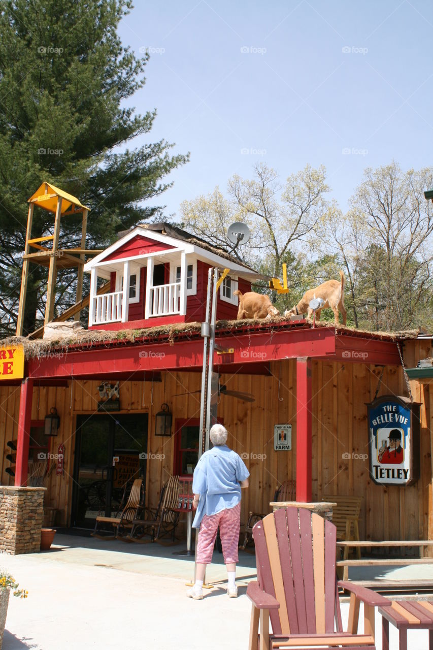 Store with goats on the roof