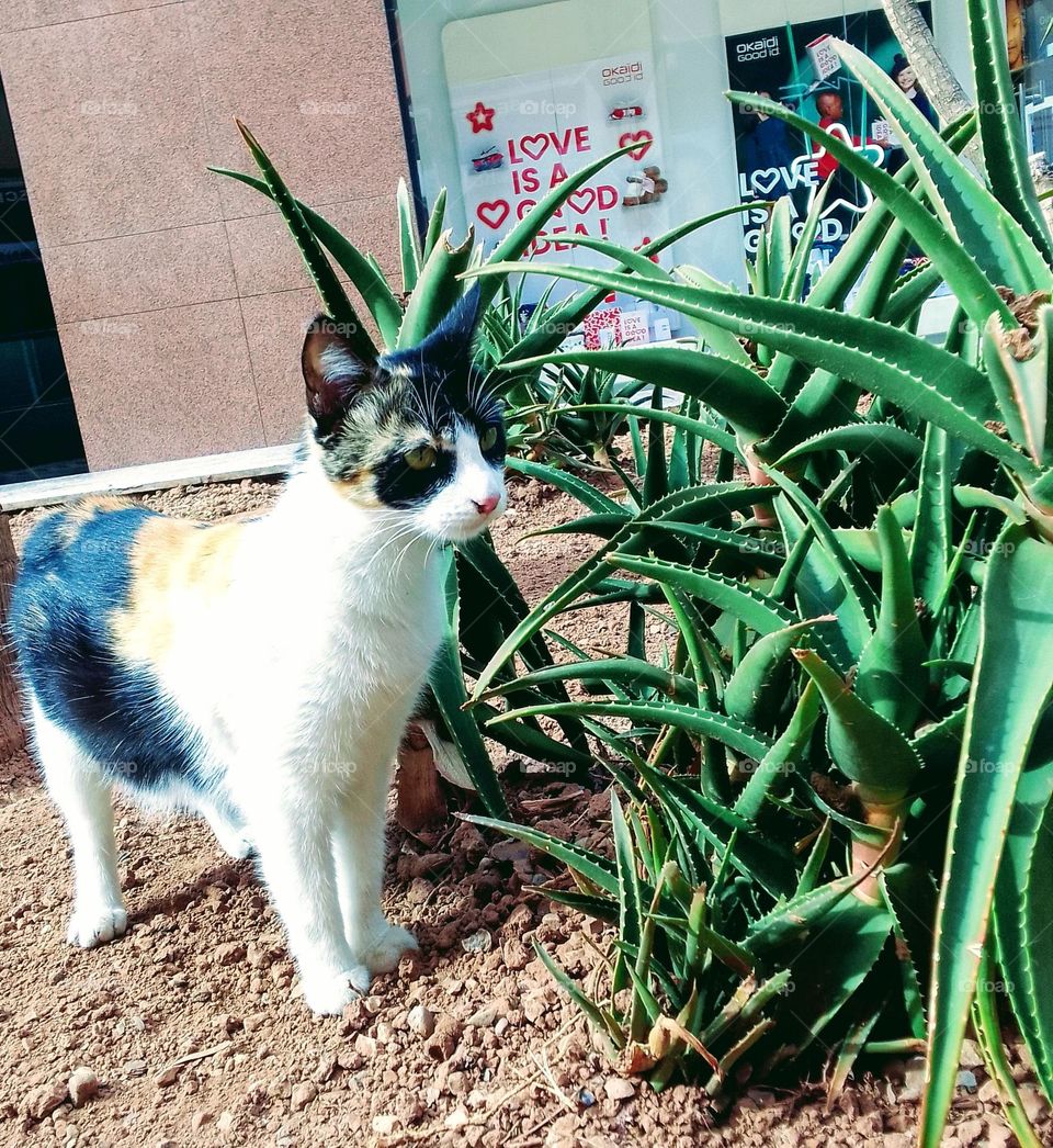 adorable cat , nice eyes , nice looking