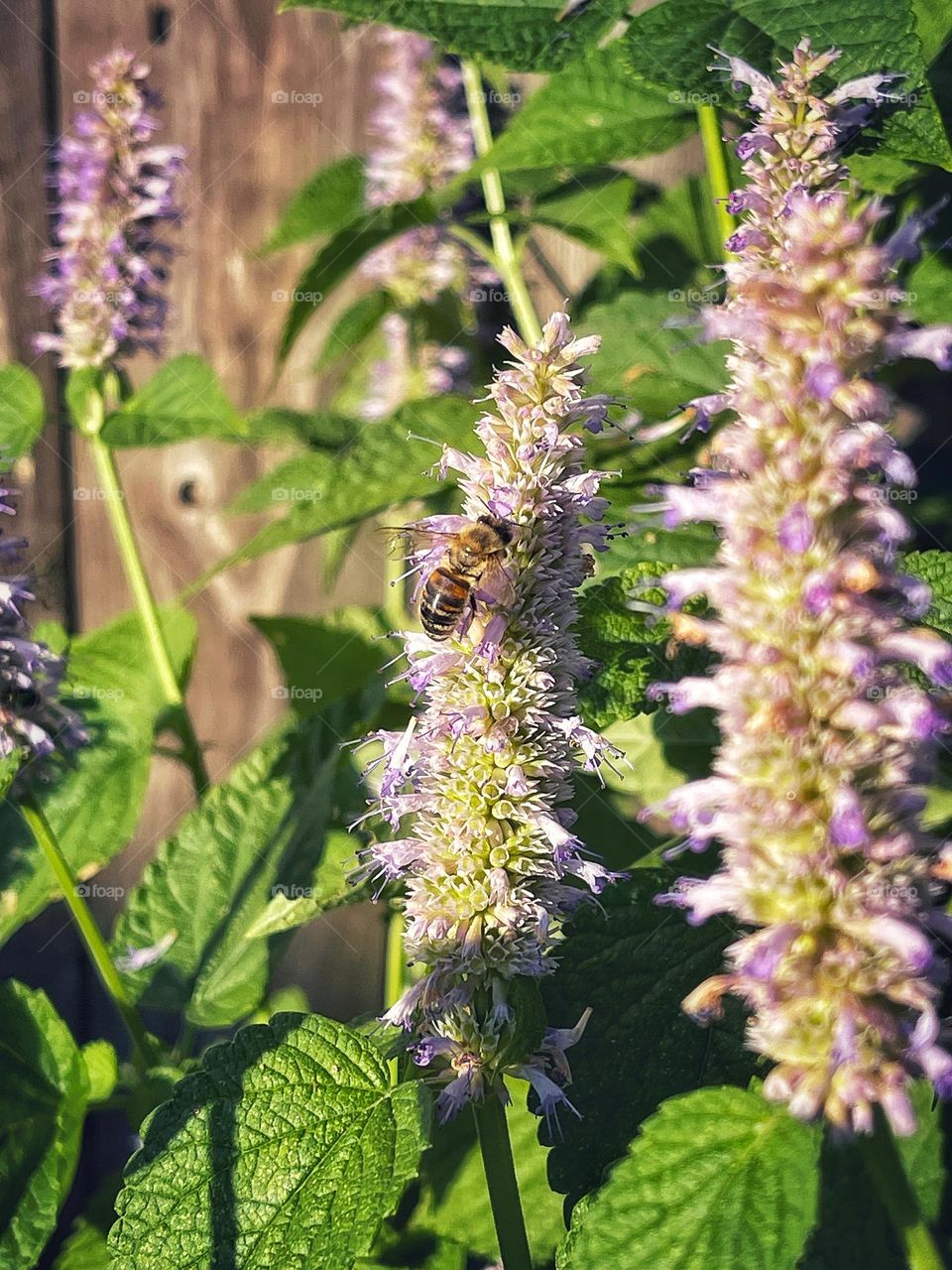 Bee collecting and pollinating on an Anise Hyssop