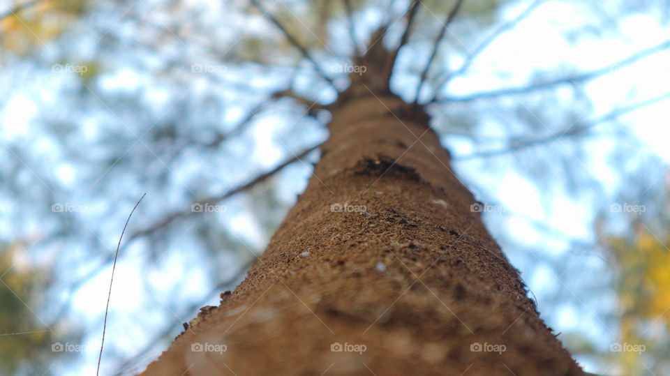 wood upright perspective