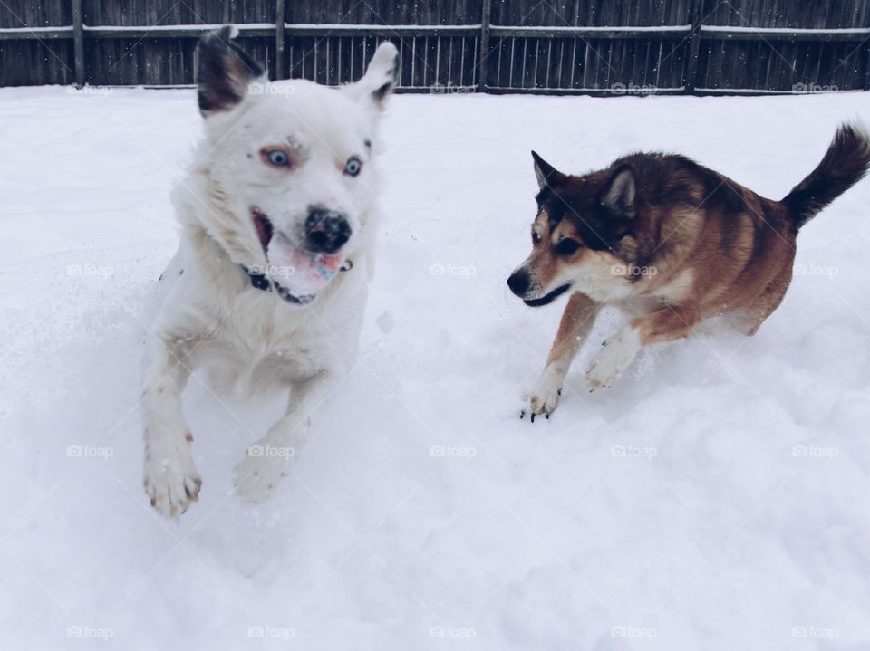 Two dogs chasing each other in about a foot of snow.