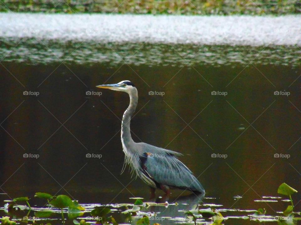 Great blue heron  