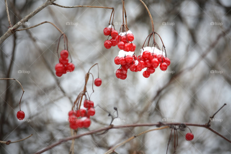 Viburnum berries in winter