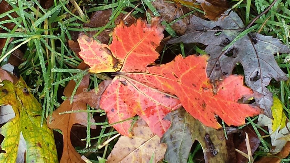 red leaf