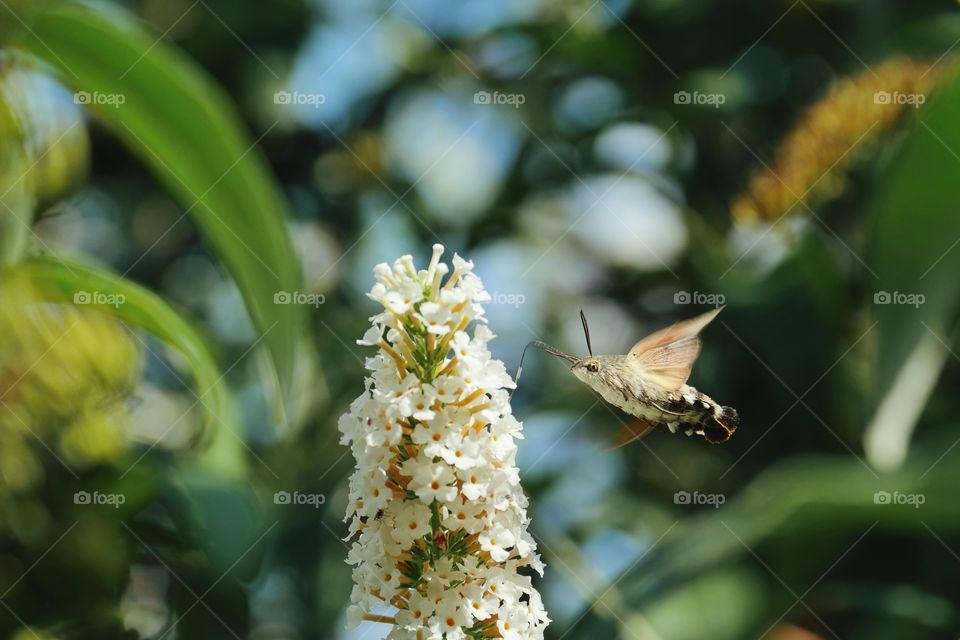 Hummingbird hawk-moth searching for nectar