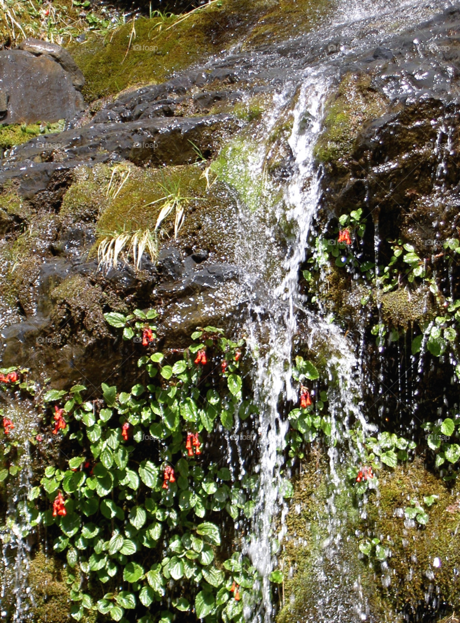 flowers nature water waterfall by Kamisaraki