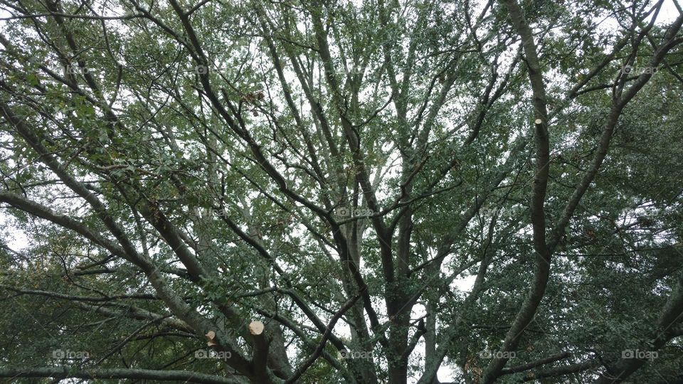 Tree, Wood, Branch, Leaf, Landscape