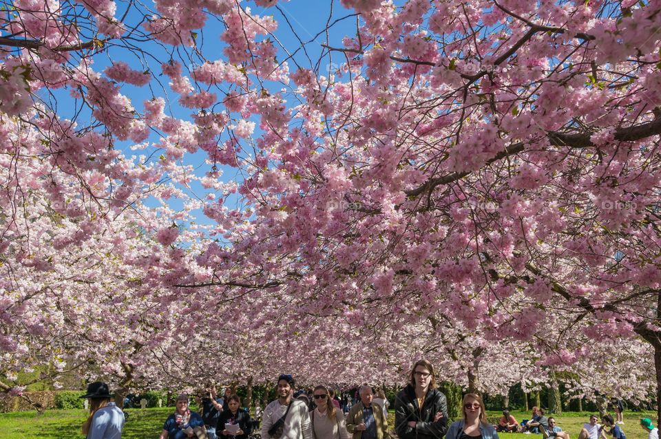 Pink park