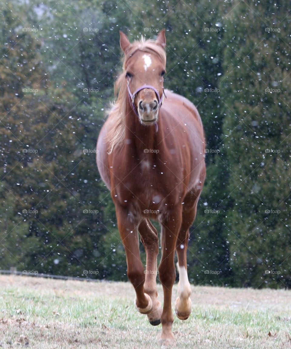 Egyptian Arabian Horse in Snow Flurries