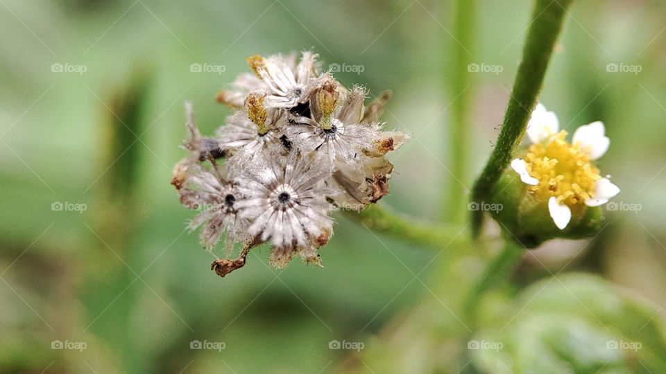 Tridax procumbens