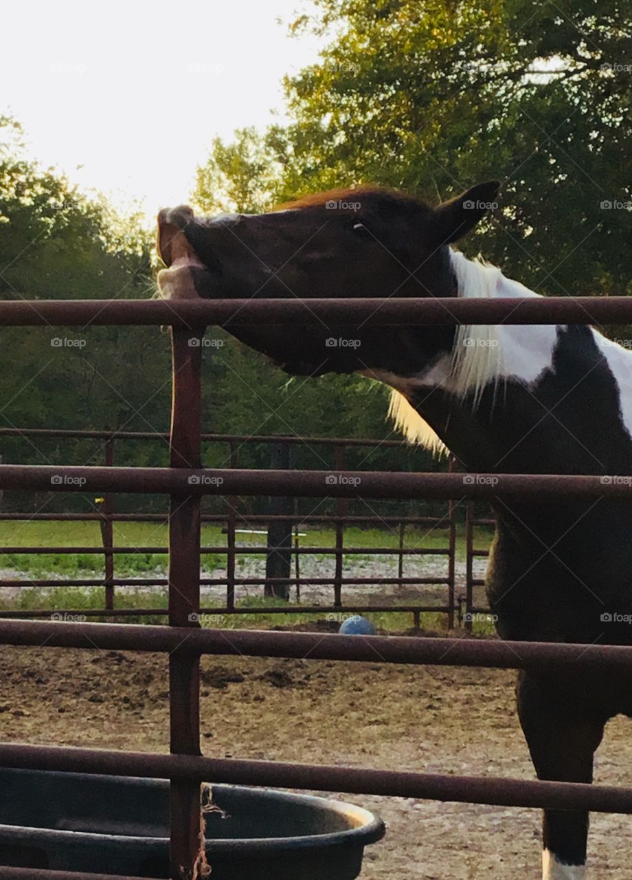 Bella the black and white paint horse saying something stinks!