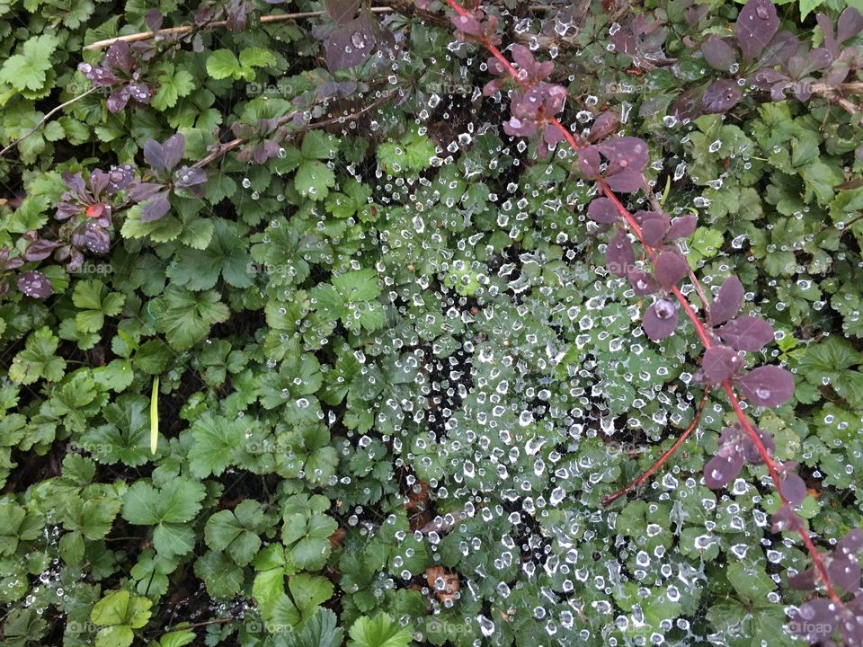 Spider web covered with water 