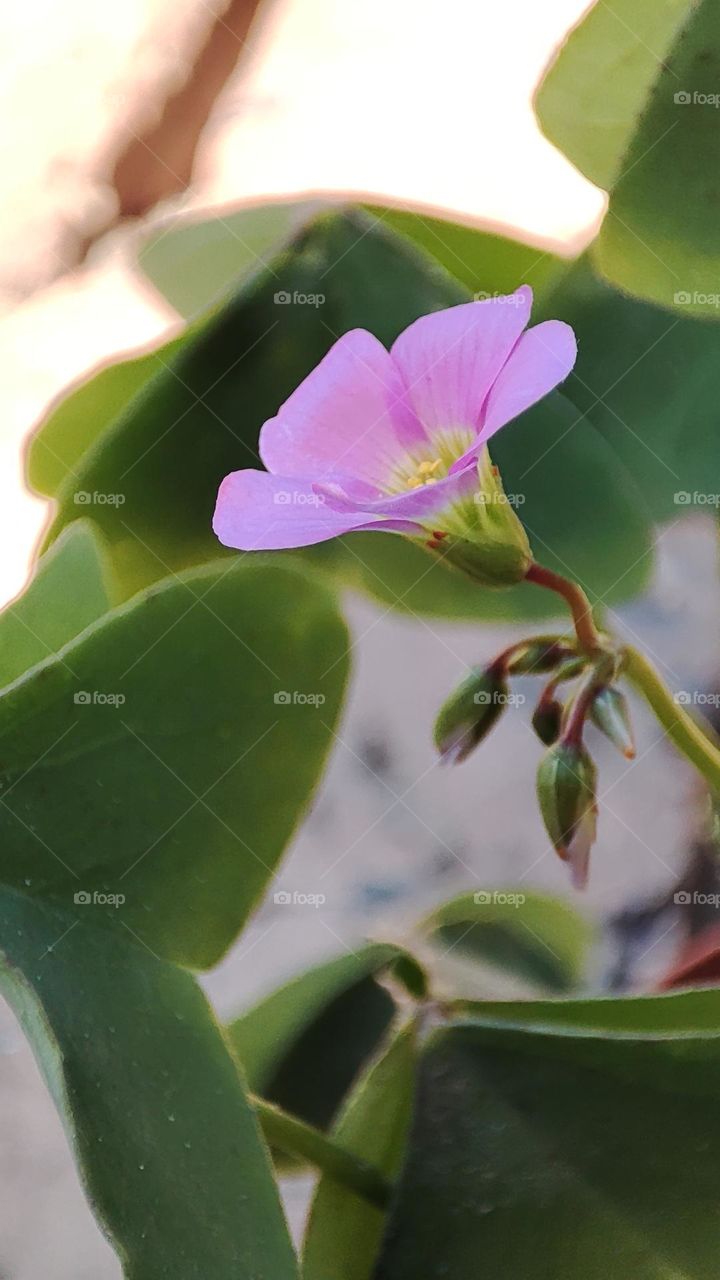Oxalis latifolia
