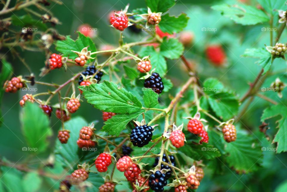 Berry picking time