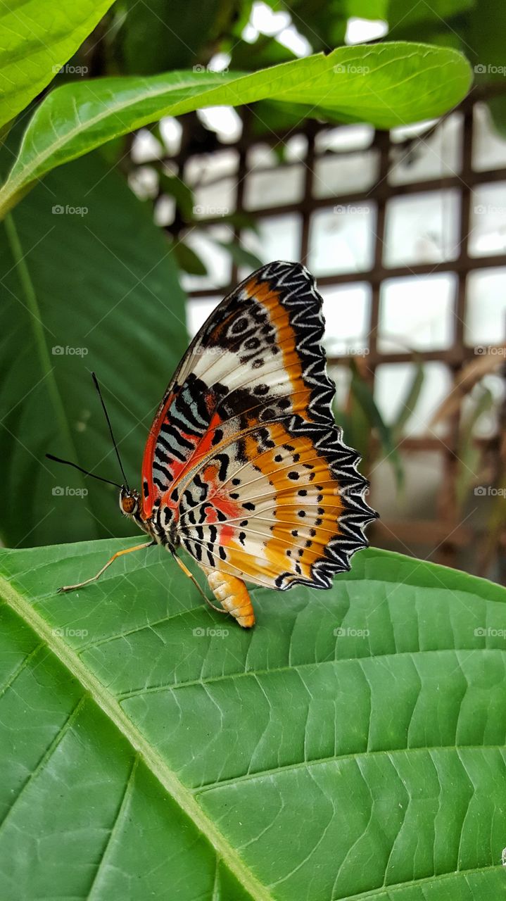 colourful side view of a butterfly sitting on a leaf
