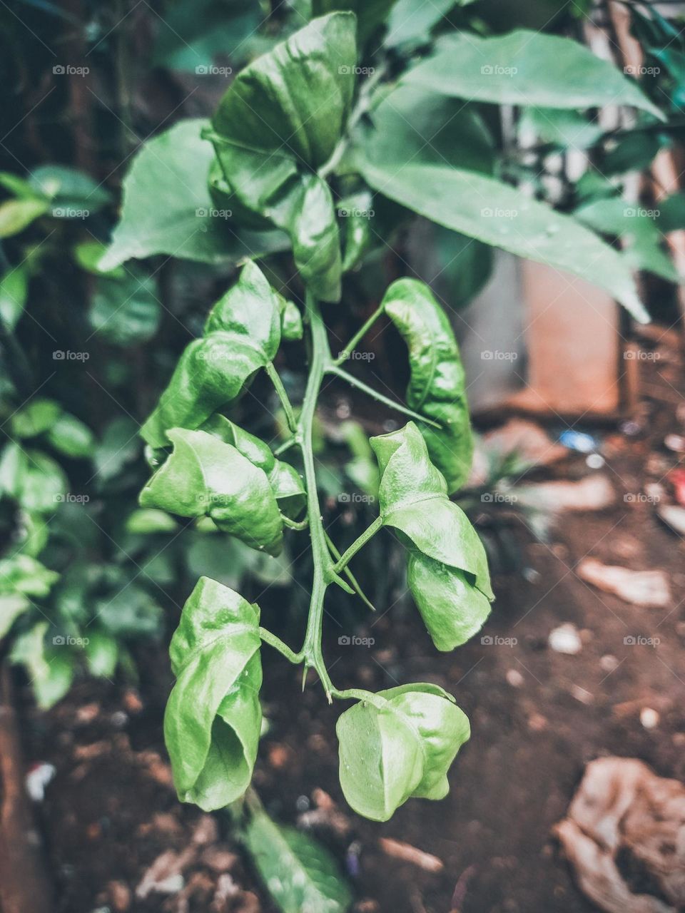 Young kaffir lime leaves