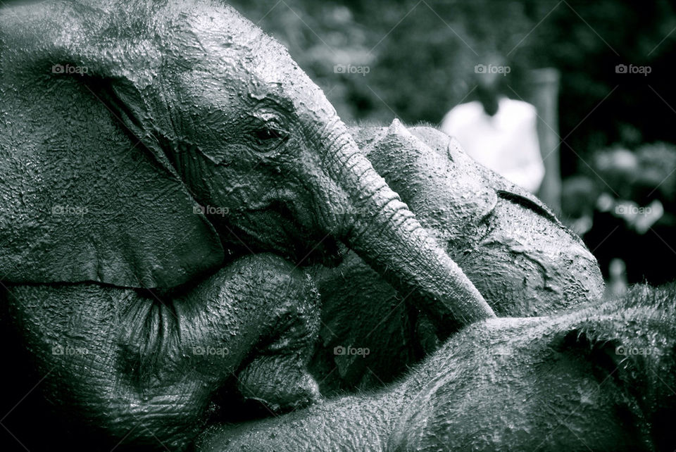 Small elephant in Kenia