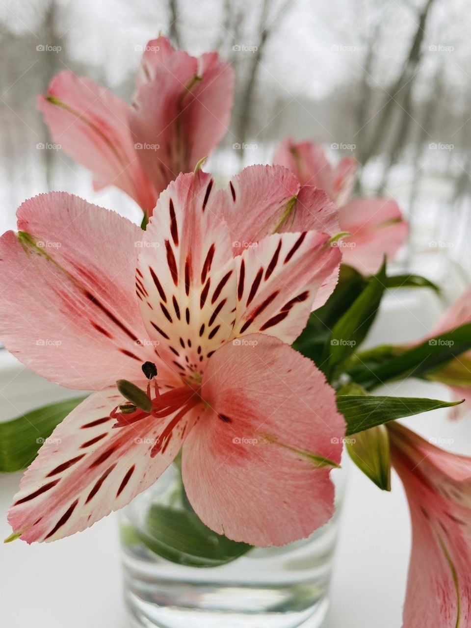 Flowers on the window