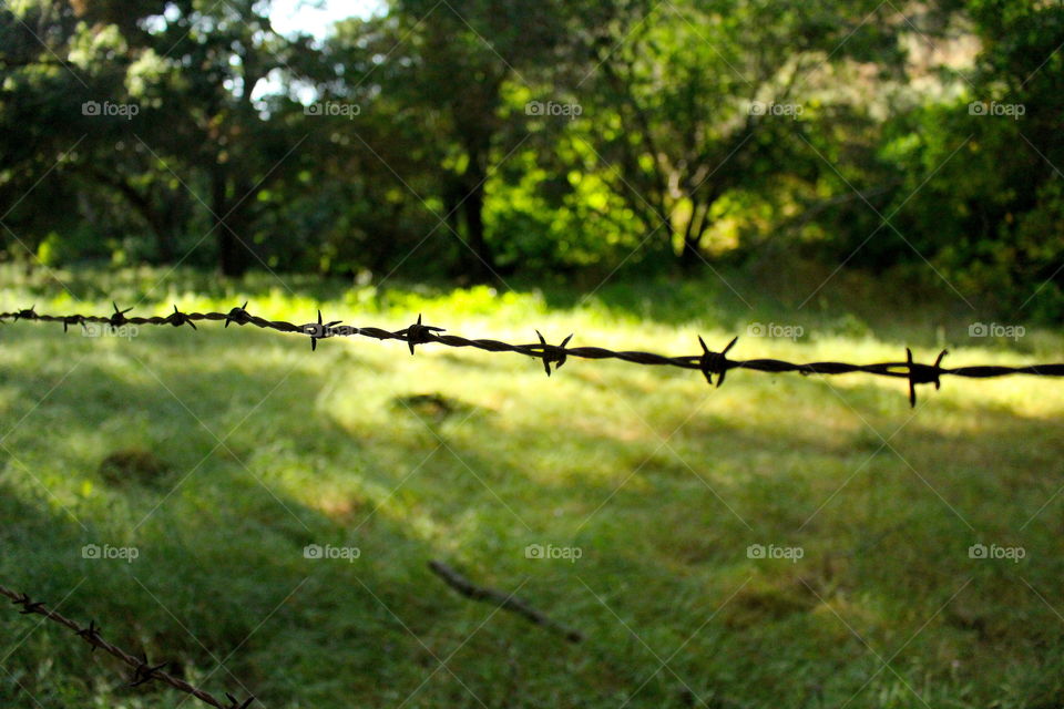 Back Country Barbed Wire 
