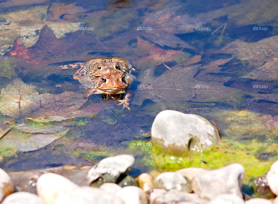 Frog Love