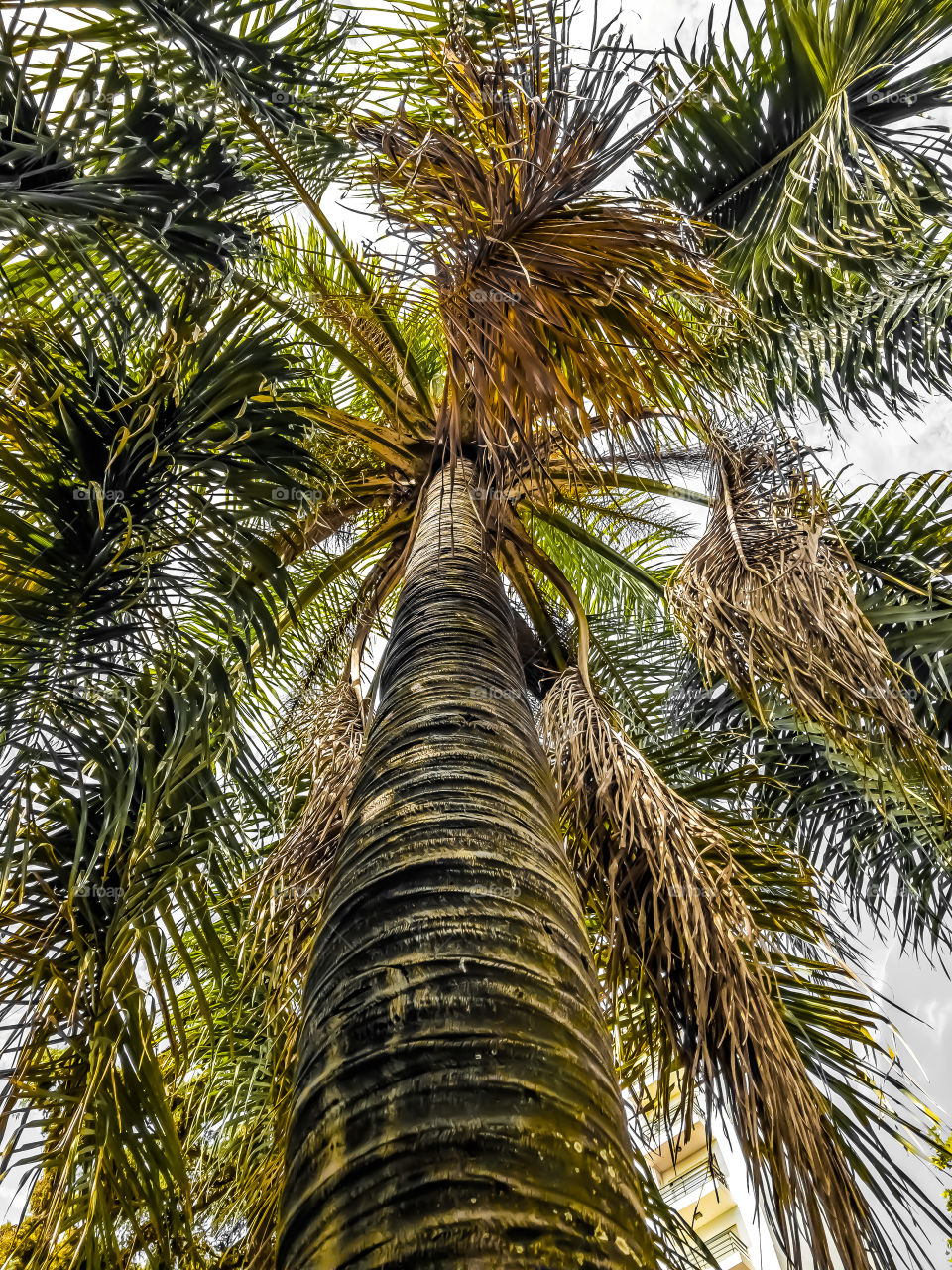 Me gustan las palmeras. Dan un toque muy “miami”, algo tropical donde decididamente no lo es