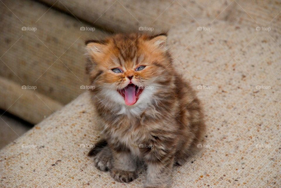 Funny Chocolate Tabby Persian Kitten Laughing 