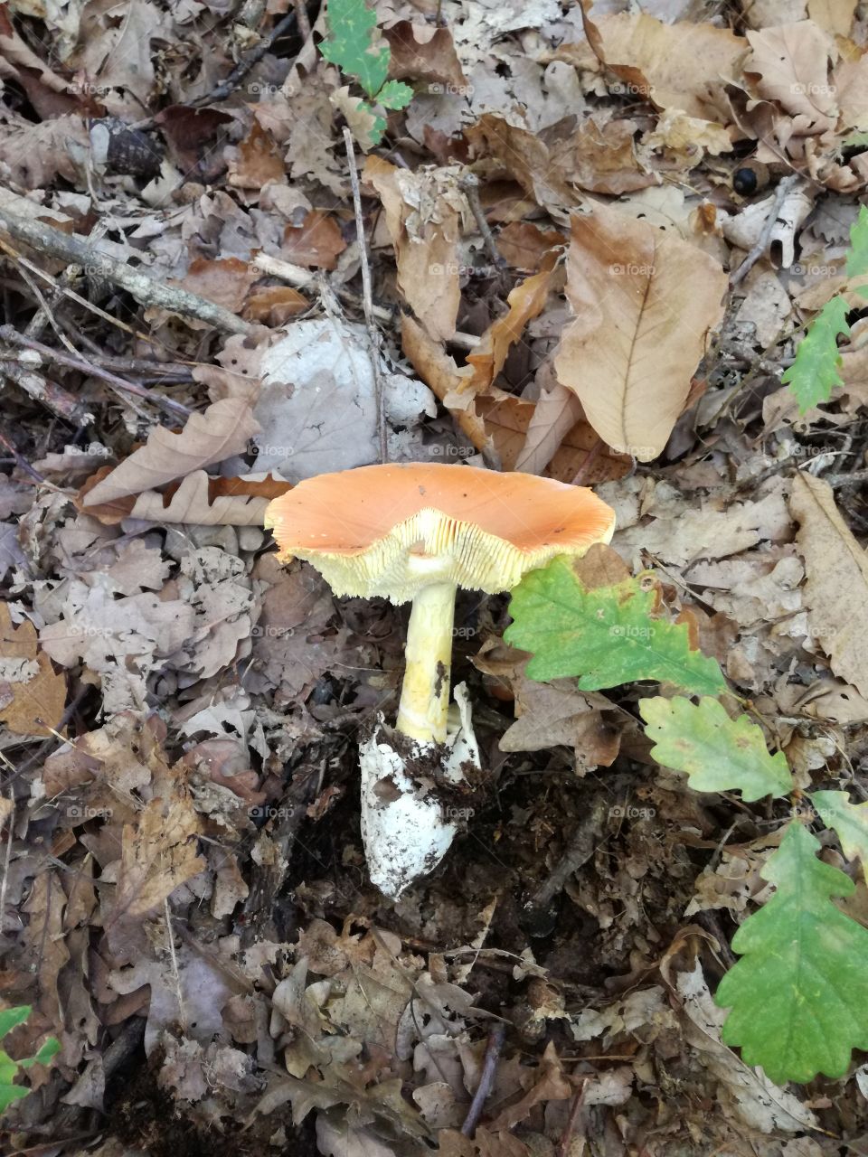 Amanita caesarea